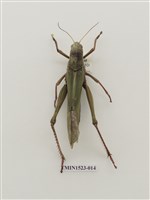 藏品(直翅目)的圖片